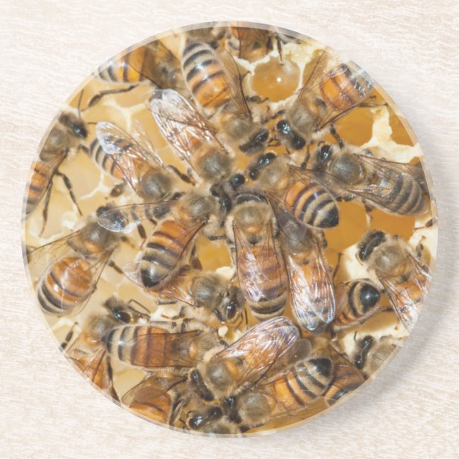 Bee keeping at Arlo's Honey Farm Coaster (Front)