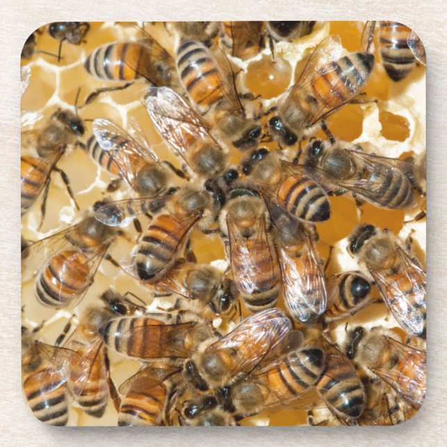Bee keeping at Arlo's Honey Farm Coaster (Front)