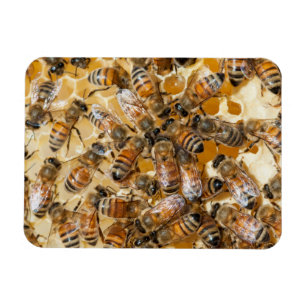 Bee keeping at Arlo's Honey Farm Magnet