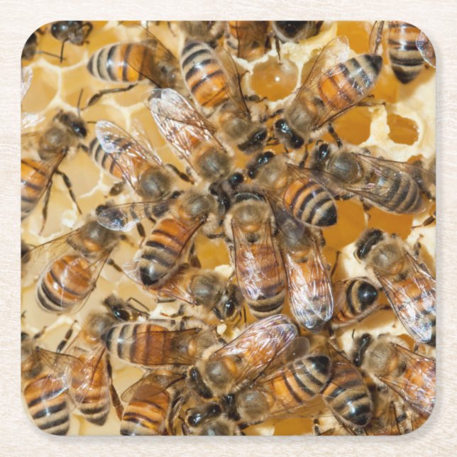 Bee keeping at Arlo's Honey Farm Square Paper Coaster (Front)