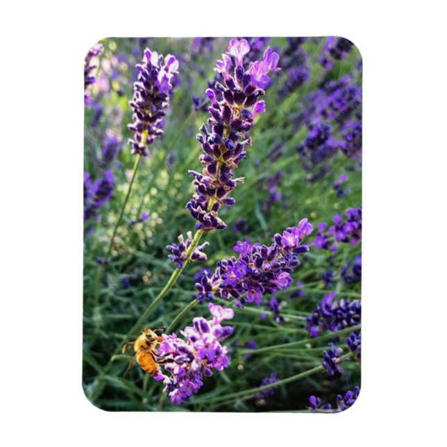 Bee & Lavender Magnet (Vertical)