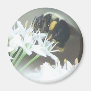 Bee Magnet