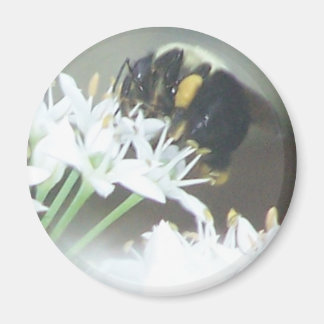 Bee Magnet