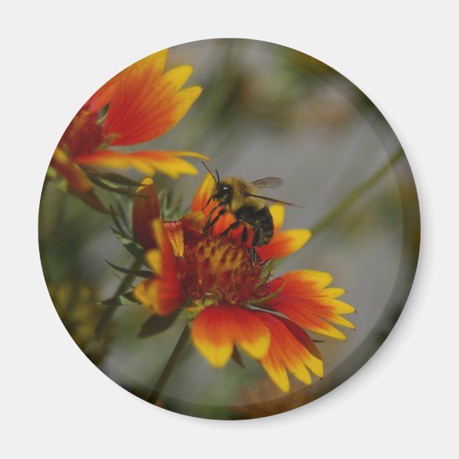 Bee Magnet (Front)