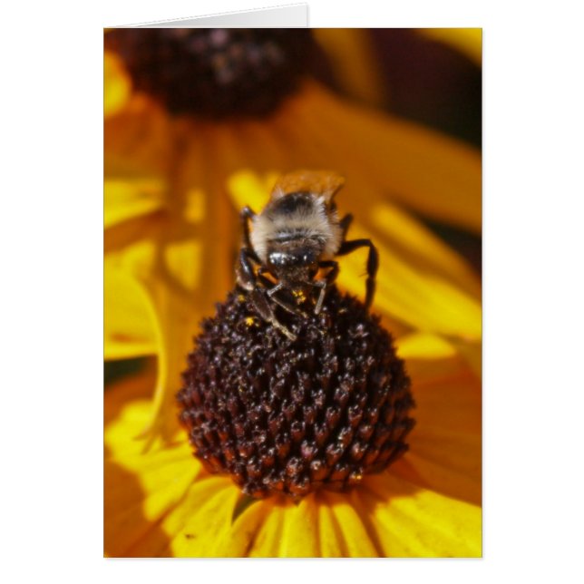 Bee on a Black Eyed Susan (Front)