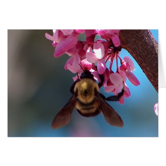 Bee on a Blossom (Front Horizontal)