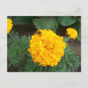 bee on a bright yellow marigold flower, photo announcement postcard