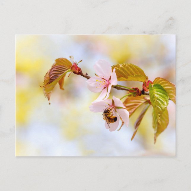 Bee On A Cherry Flower Postcard (Front)