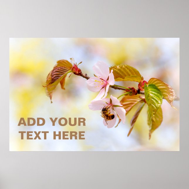 Bee On A Cherry Flower Poster (Front)