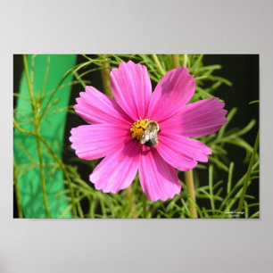 Bee On A Cosmos Photo Print
