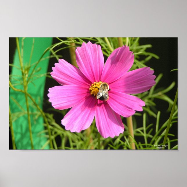 Bee On A Cosmos Photo Print (Front)