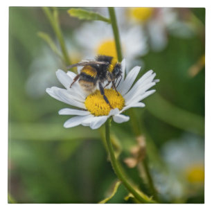 Bee on a daisy ceramic tile