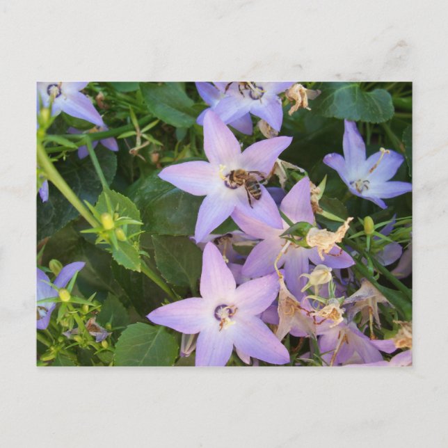 Bee on a Flower Postcard (Front)