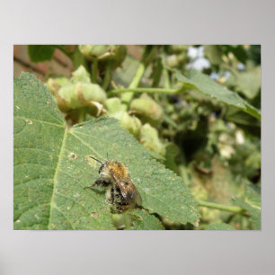 Bee on a Hollyhock leaf Print