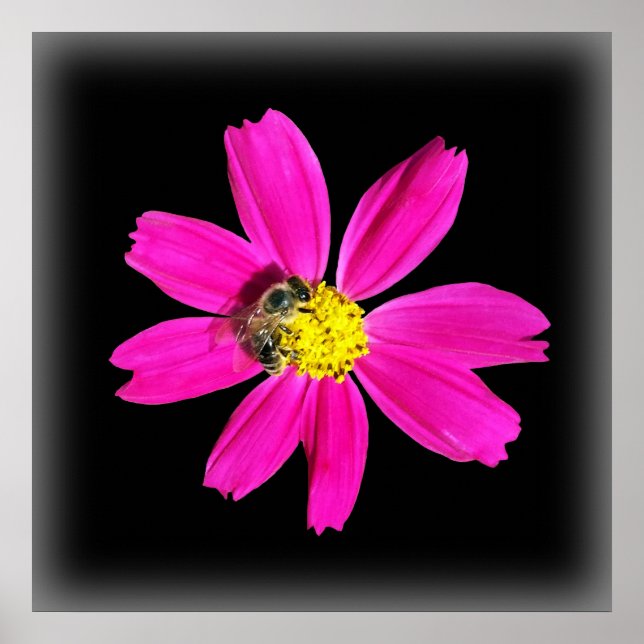 bee on a pink flower poster (Front)