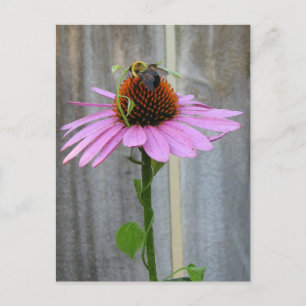 Bee on a Purple Coneflower Postcard