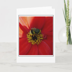 Bee on a red flower greeting card