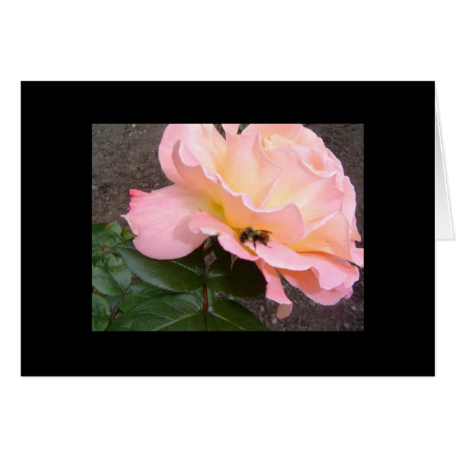 Bee on a Rose (Front Horizontal)