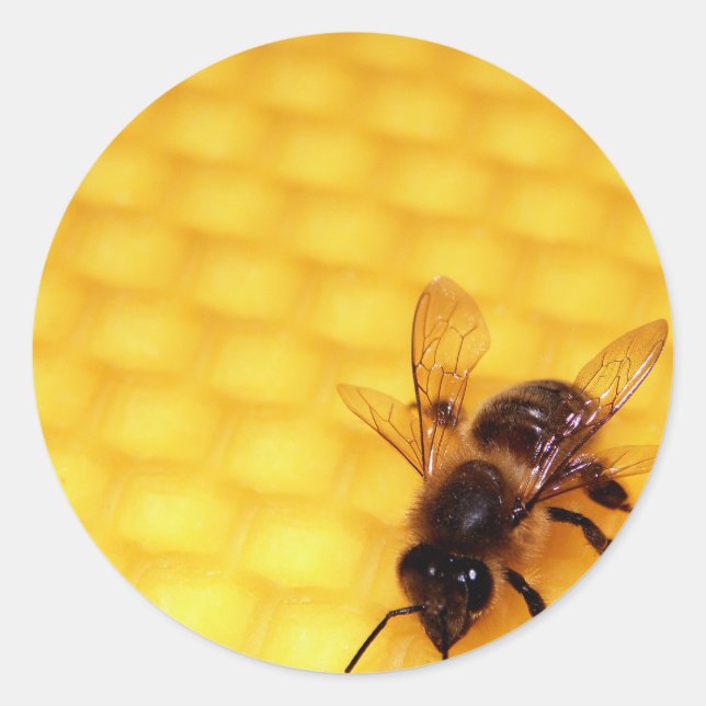 Bee on a wax classic round sticker (Front)