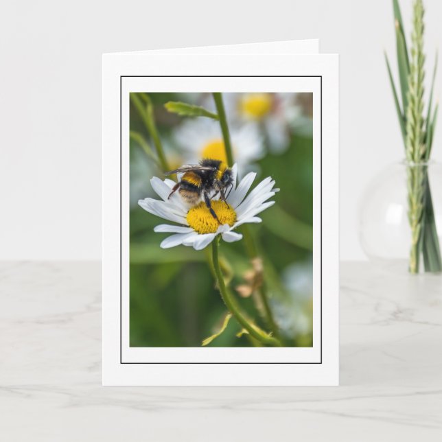 Bee on a white daisy greeting card (Front)