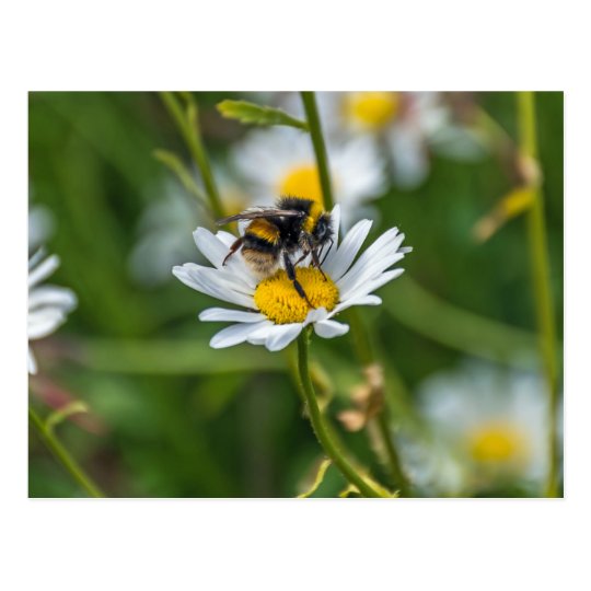Bee on a white daisy postcard