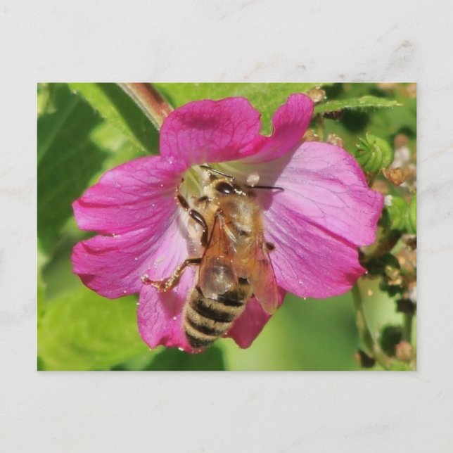 Bee on a Wildflower Photo Postcard (Front)