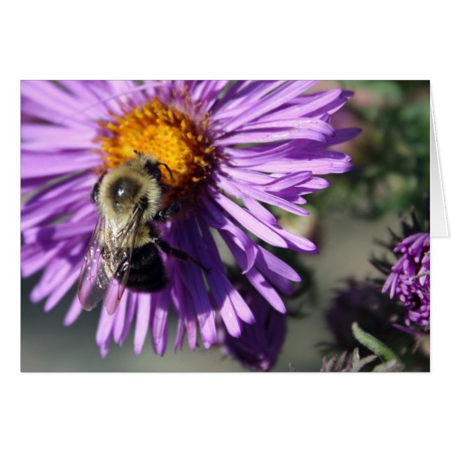 Bee on an Aster (Front Horizontal)
