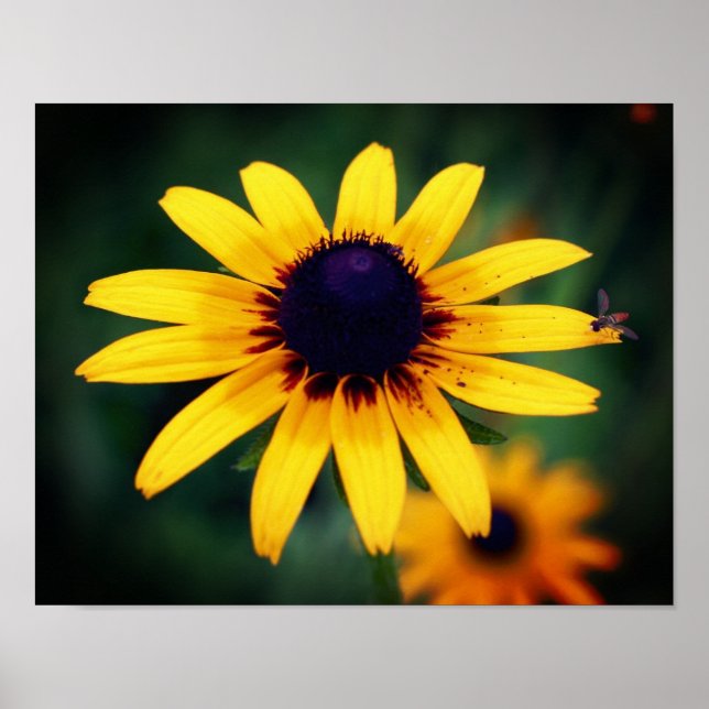 Bee On Black Eyed Susan Flower  Poster (Front)