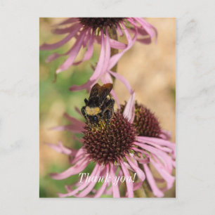 Bee On Black Eyed Susan Pano Thank You Postcard