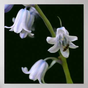 Bee On Bluebell Flower Close Up Poster