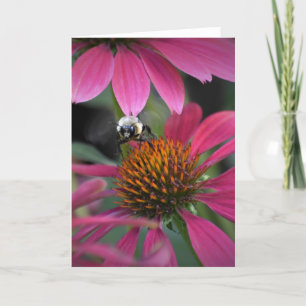 Bee on Coneflower, card