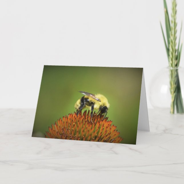 Bee on Coneflower, card (Front)