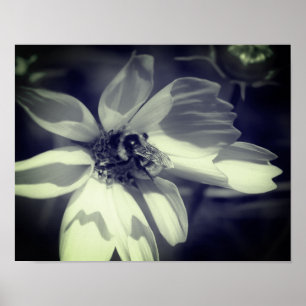 Bee On Cosmos Flower Black And White Poster