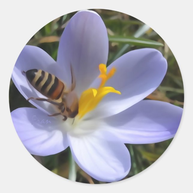 bee on crocus classic round sticker (Front)