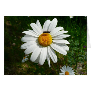 Bee on Daisy Alaskan Summer Nature Photo