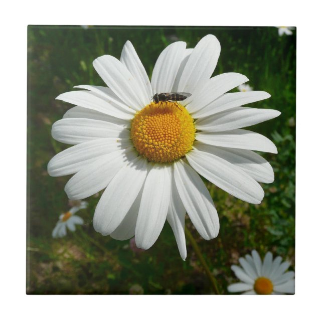 Bee on Daisy Alaskan Summer Nature Photo Ceramic Tile (Front)