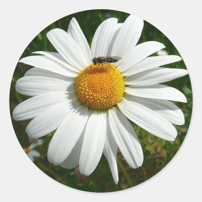 Bee on Daisy Alaskan Summer Nature Photo Classic Round Sticker (Front)