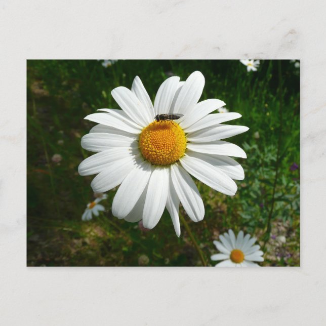 Bee on Daisy Alaskan Summer Nature Photo Postcard (Front)