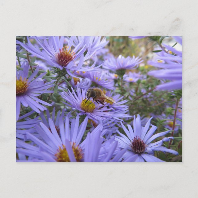 Bee On Flower Postcard (Front)