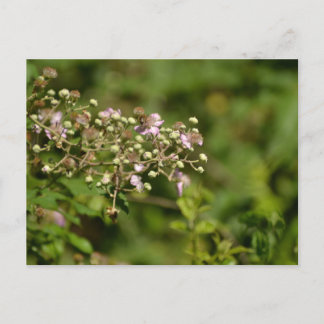 Bee on flower postcard