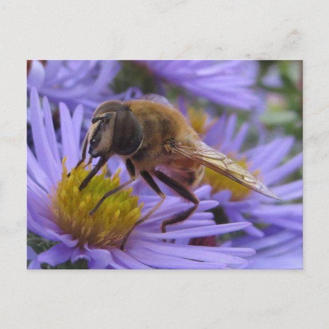 Bee On Flower Postcard (Front)