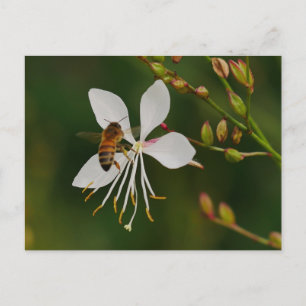 Bee on Flower Postcard