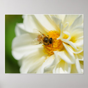 Bee on Flower Poster