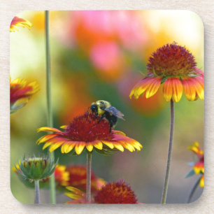 Bee on Gaillardia Coaster