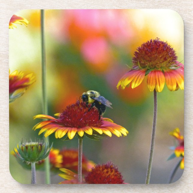 Bee on Gaillardia Coaster (Front)
