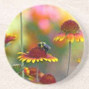 Bee on Gaillardia Coaster