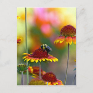 Bee on Gaillardia Postcard