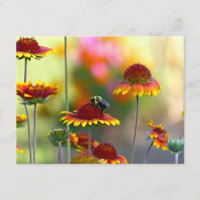 Bee on Gaillardia Postcard (Front)