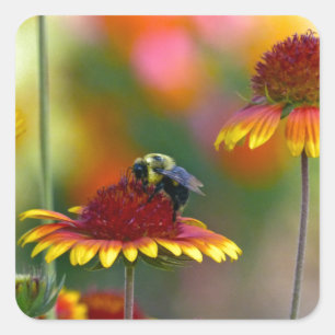 Bee on Gaillardia Square Sticker