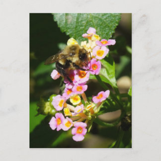 "Bee on Lantana." Postcard